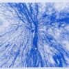 EMA XP - FORÊT RÉELLE FORÊT PRIMAIRE